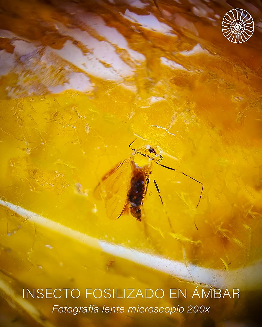 Vestigio — imagen 3
