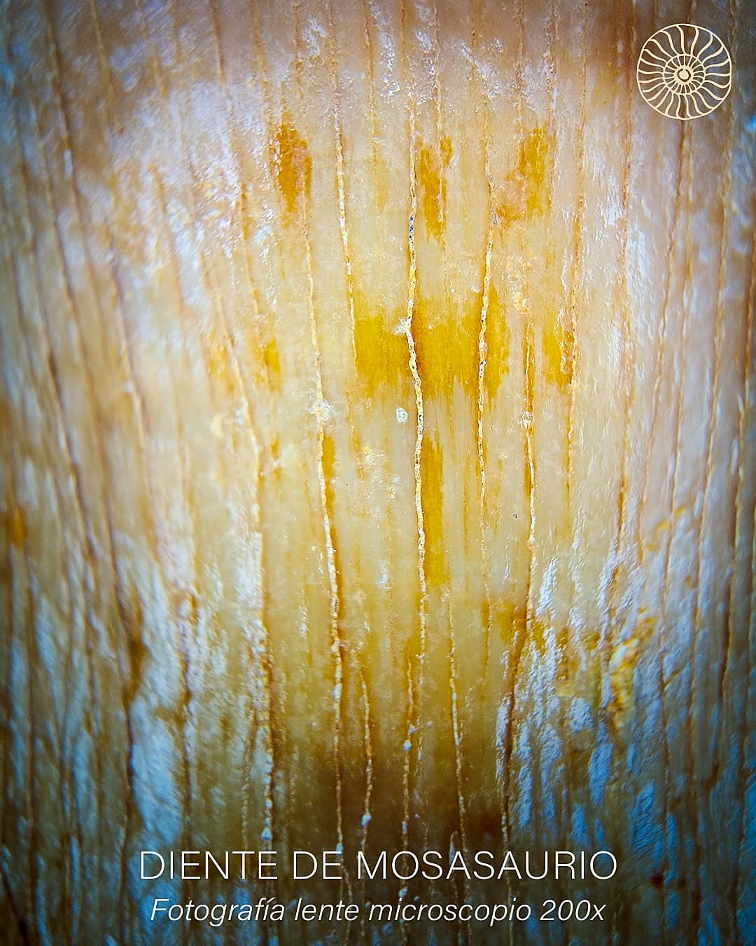 Vestigio — imagen 7
